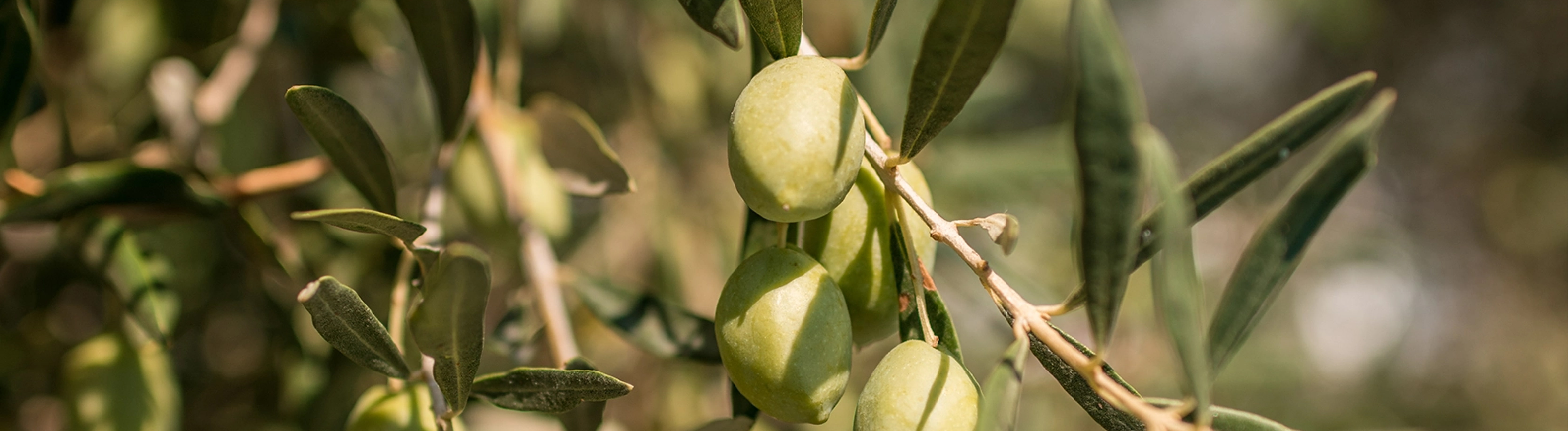 Aceite de oliva virgen extra&colon; c&oacute;mo se elabora y qu&eacute; lo hace &uacute;nico