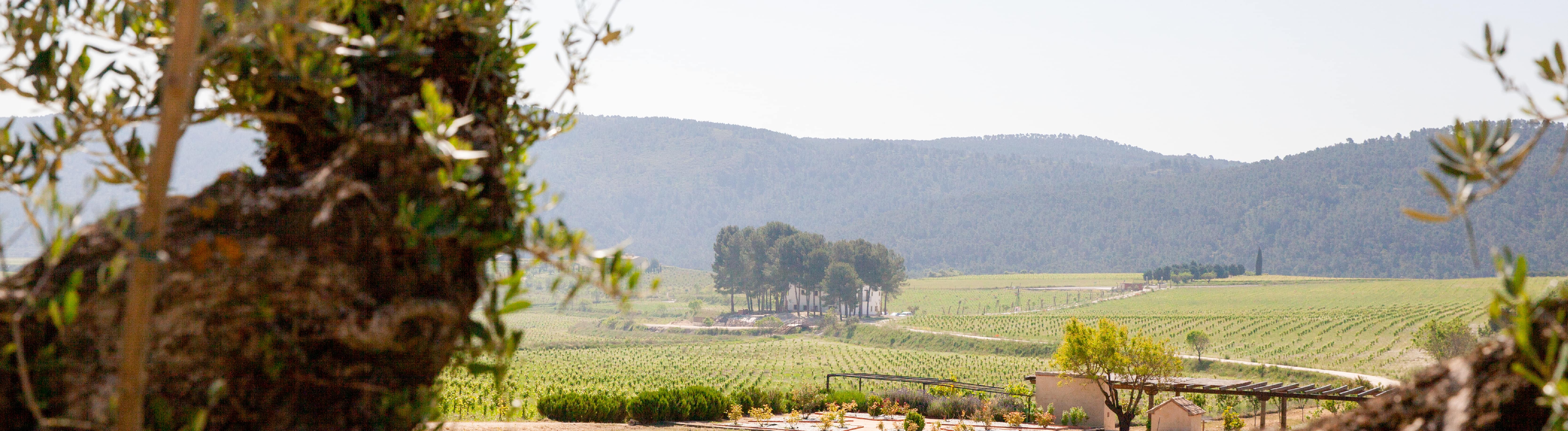 C&oacute;mo el clima mediterr&aacute;neo interior define nuestros vinos &vert; Dominios de MGP