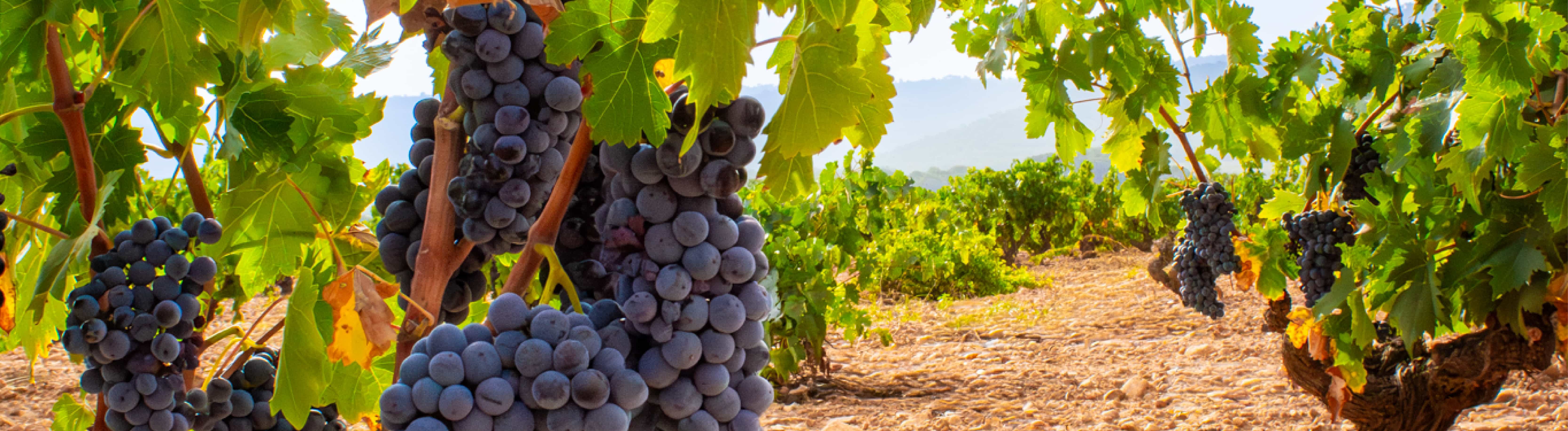 Monastrell y Tempranillo&colon; origen y car&aacute;cter de nuestros vinos