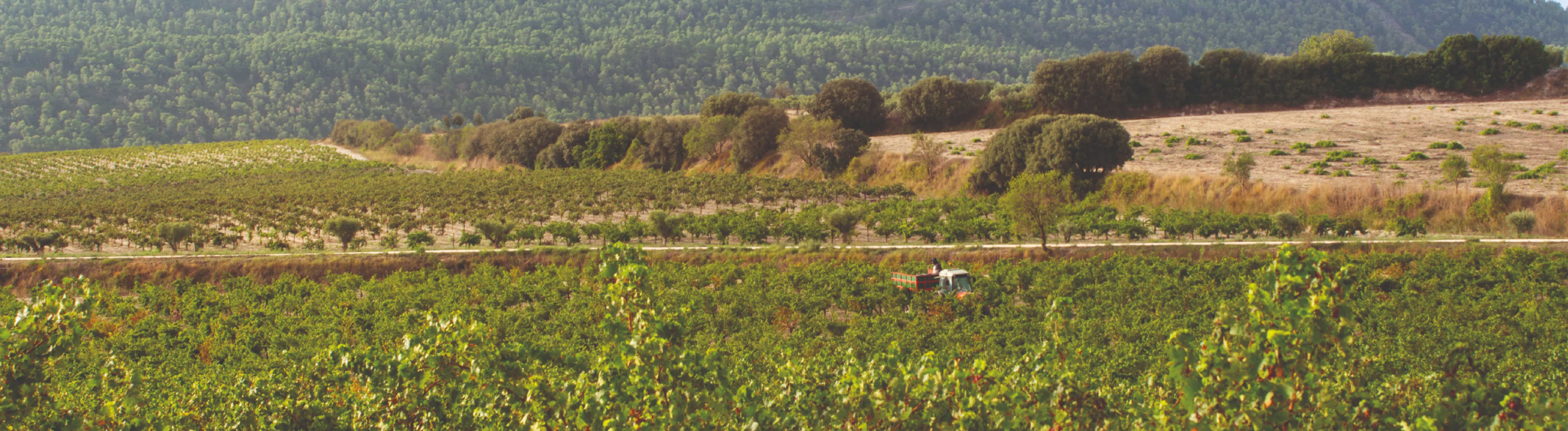 Elaboraci&oacute;n del vino paso a paso en Dominios de MGP