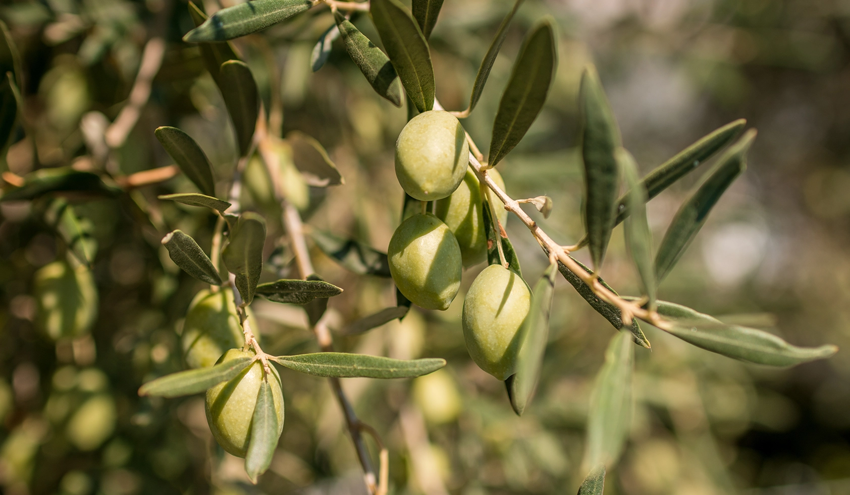 Aceite de Oliva Virgen Extra 500ml